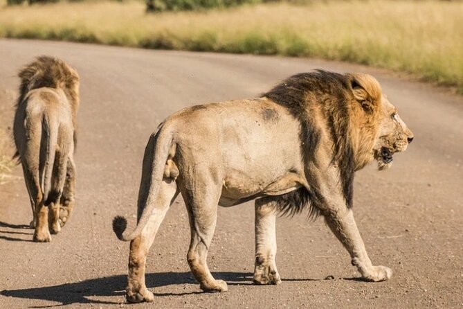 Full Day Safari Tour of Pilanesberg National Park, Open Jeep experience - How to get the most from your safari