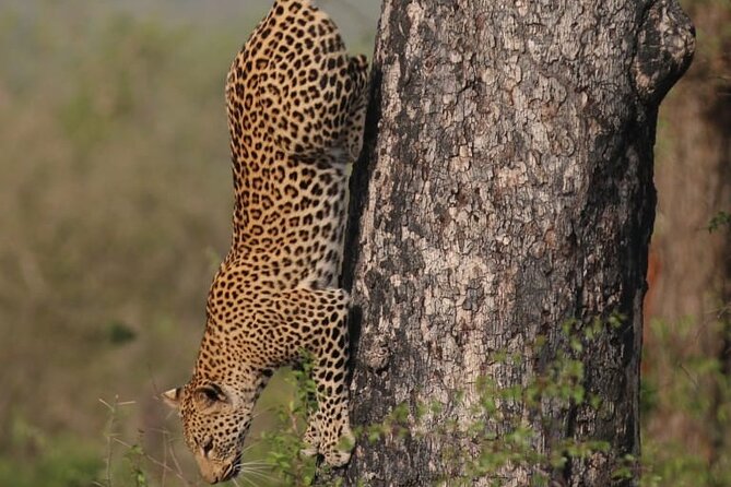 Full Day Safari Tour of Pilanesberg National Park, Open Jeep experience - What the game drive can actually deliver