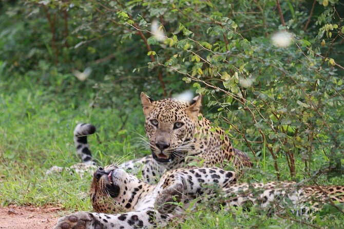 Full day Safari - Yala National Park - 04.30 am to 06.00 pm with - Janaka safari - Key points to know before you go