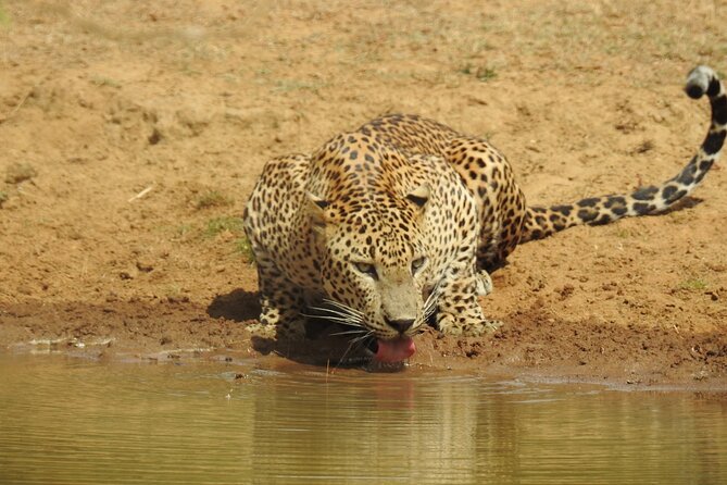 Full day Safari - Yala National Park - 04.30 am to 06.00 pm with - Janaka safari - The 4:30 am start and first entry