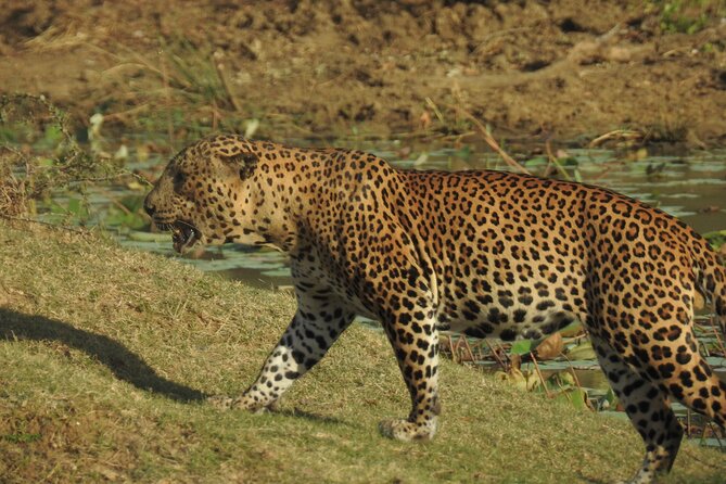 Full day Safari - Yala National Park - 04.30 am to 06.00 pm with - Janaka safari - Elephants, bears, buffalo, and smaller creatures
