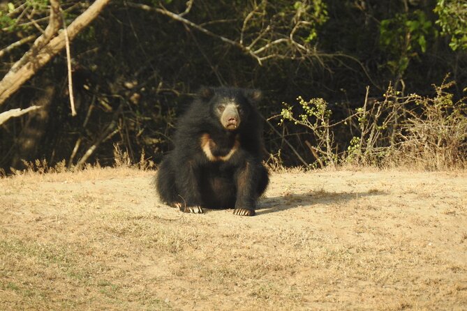 Full day Safari - Yala National Park - 04.30 am to 06.00 pm with - Janaka safari - The midday break and beach lunch