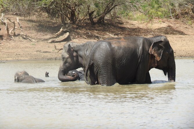 Full day Safari - Yala National Park - 04.30 am to 06.00 pm with - Janaka safari - The drivers can shape your entire day