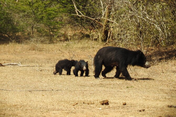 Full day Safari - Yala National Park - 04.30 am to 06.00 pm with - Janaka safari - Price, group size, and practical value