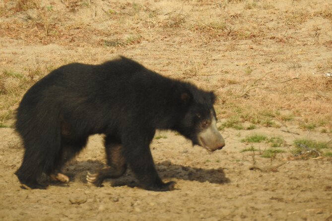 Full day Safari - Yala National Park - 04.30 am to 06.00 pm with - Janaka safari - Who should book this safari?