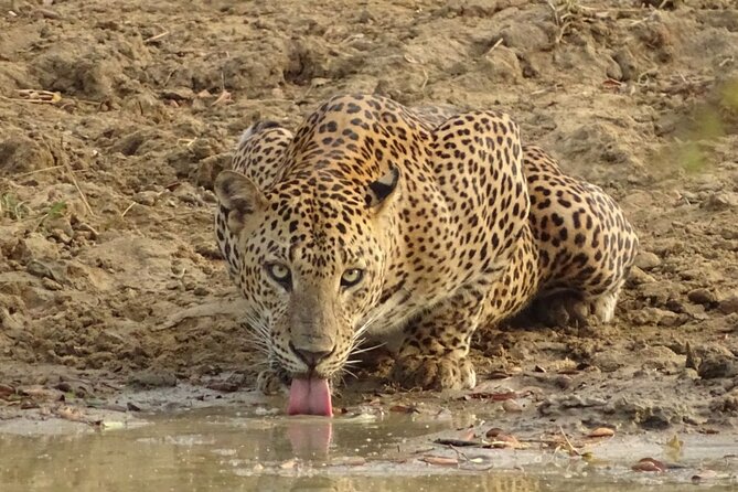 Full day Safari - Yala National Park - 04.30 am to 06.00 pm with - Janaka safari - Inside Yala: the leopard search