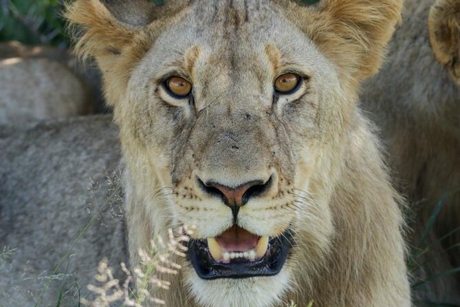 Full-Day Shared Kruger National Park Safari from Hoedspruit - Key points to know before booking