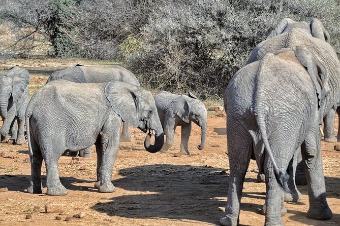 Full-Day Shared Kruger National Park Safari from Hoedspruit - What the $129.80 price really covers