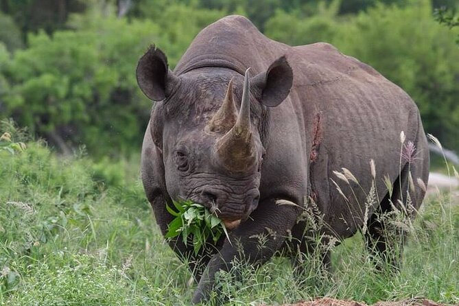 Full-Day Shared Kruger National Park Safari from Hoedspruit - Who will enjoy this safari most