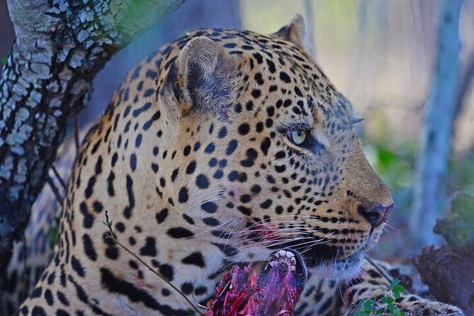 Full-Day Shared Kruger National Park Safari from Hoedspruit - Small details that make the day easier