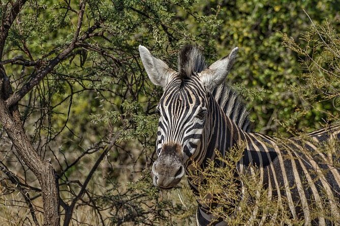 Full-Day Shared Kruger National Park Safari from Hoedspruit - Riding an open vehicle through Kruger