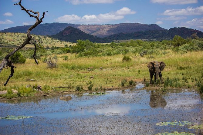 Full Day Ultimate Pilanesberg National Park Safari from Johannesburg or Pretoria - What You May See, and What You May Miss
