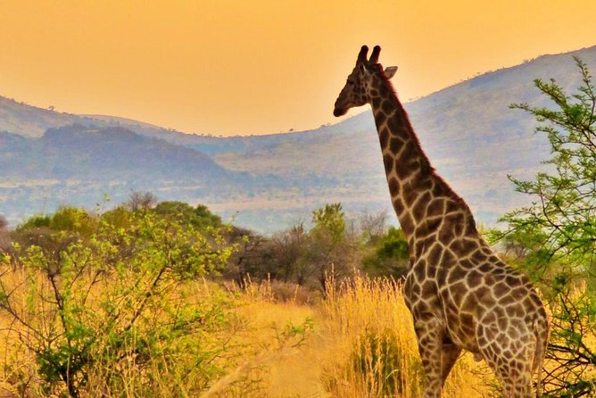 Full Day Ultimate Pilanesberg National Park Safari from Johannesburg or Pretoria - Price, Group Size, and Overall Value
