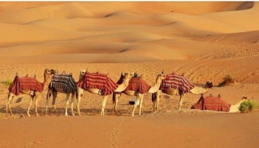 Fullday pushkar tour from jaipur with guid+camel/jeep safari - Other temples and the climb toward Savitri Temple