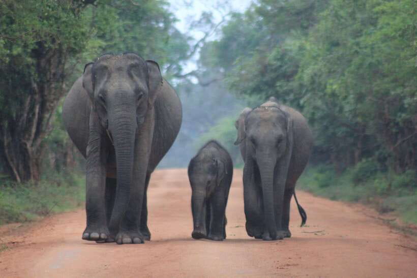 GALLE/MIRISSA/TANGALLE/HIRIKETIYA DROP to ELLA & YALA SAFARI - Why this transfer makes sense between the coast and Ella