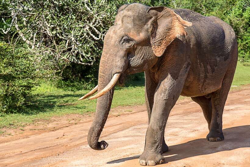 Galle/Mirissa/Tangalle: Transfer to Ella & Yala Safari - Key points to know before booking
