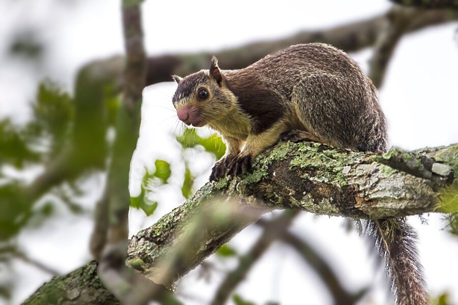 Galle/Mirissa/Tangalle: Transfer to Ella & Yala Safari - The ride onward to Ella