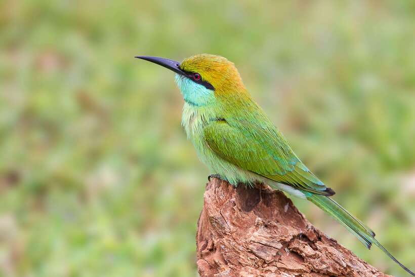 Galle/Mirissa/Tangalle: Transfer to Ella & Yala Safari - Price, park fees, and the real value