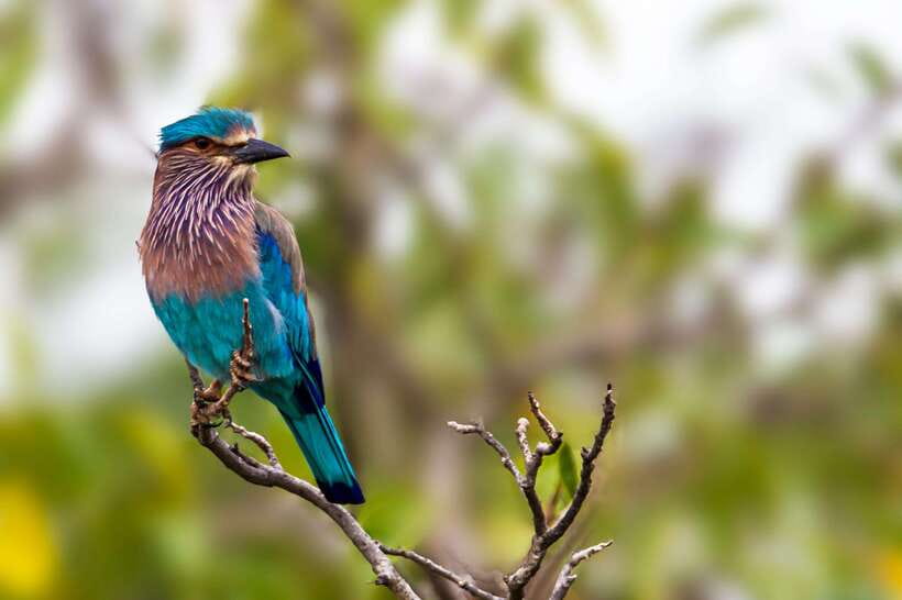 Galle/Mirissa/Tangalle: Transfer to Ella & Yala Safari - Timing, comfort, and practical advice