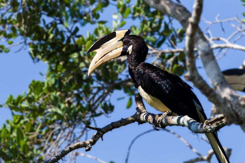 Galle/Mirissa/Tangalle: Transfer to Ella & Yala Safari - Who should book this experience?