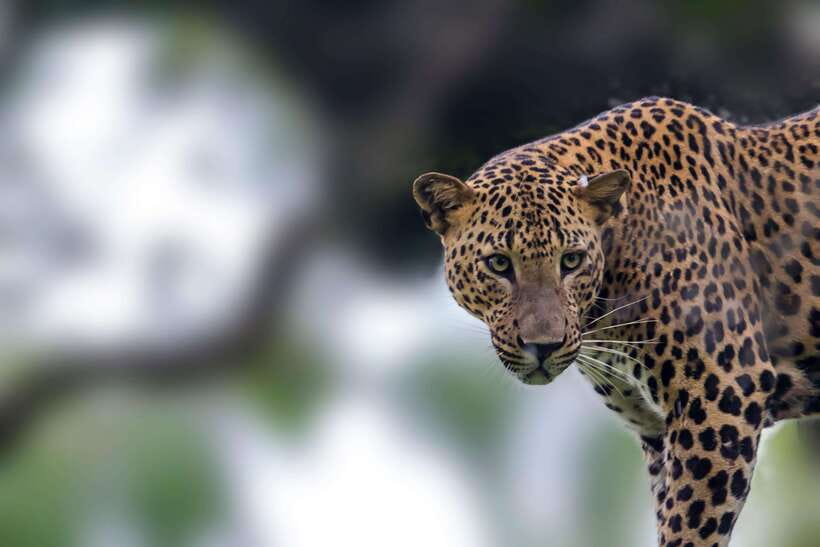 Galle/Mirissa/Tangalle: Transfer to Ella & Yala Safari - Changing vehicles at Yala National Park