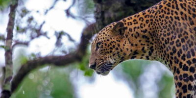 Yala & Udawalawe Safari Day Trip with Picnic