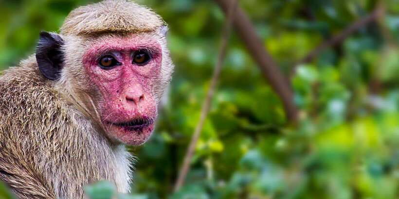 Galle/Mirissa: Yala & Udawalawe Safari Day Trip with Picnic - The real cost: $101 plus park fees