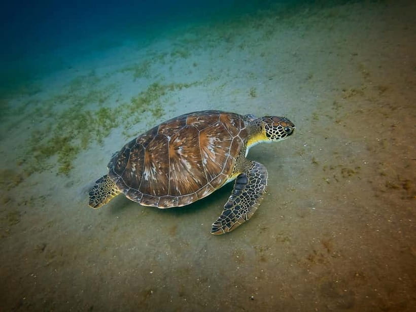 Galle Private Day Tours with Sea Turtles visit & Boat Safari - Why this tour works as a southern Sri Lanka sampler