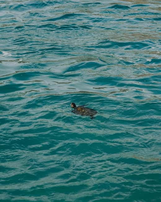 Galle Private Day Tours with Sea Turtles visit & Boat Safari - Turtle conservation: worthwhile, but budget for the extra fee
