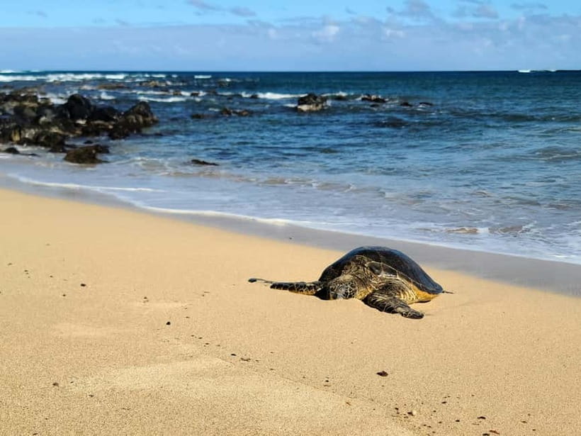 Galle Private Day Tours with Sea Turtles visit & Boat Safari - Turtle Beach: a chance to see wildlife in the open