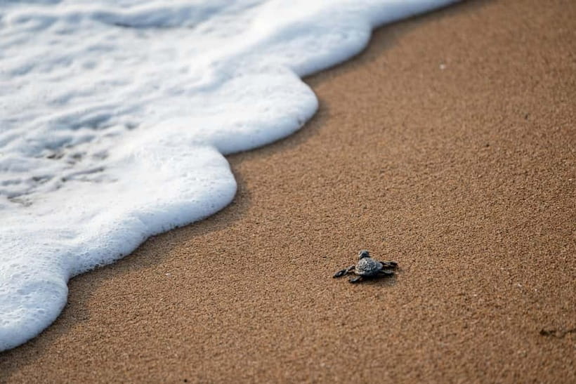Galle Private Day Tours with Sea Turtles visit & Boat Safari - Ahungalla and Hikkaduwa: short coastal stops with a flexible feel