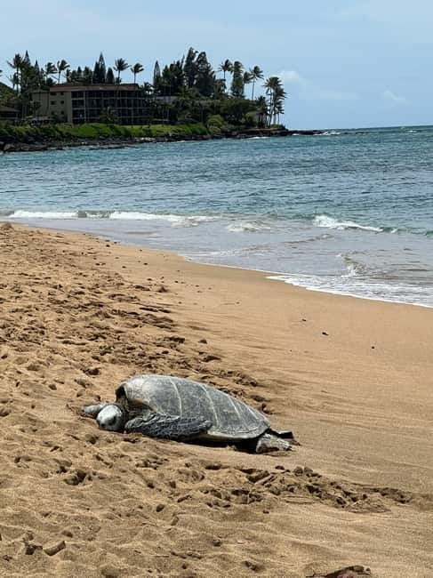Galle Private Day Tours with Sea Turtles visit & Boat Safari - Guides who make the long day easier