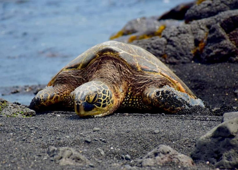 Galle Private Day Tours with Sea Turtles visit & Boat Safari - Is $45 a good value?