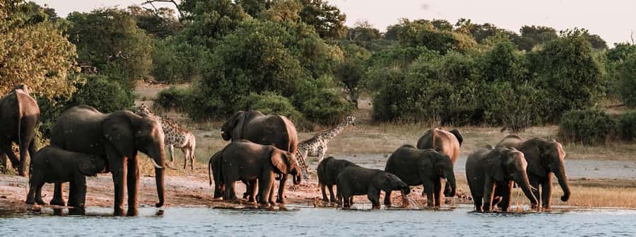 Game Drive And Rhino Walk Safari - Following fresh tracks toward the white rhinos