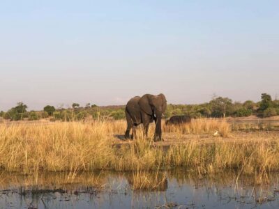 Game Drive And Rhino Walk Safari