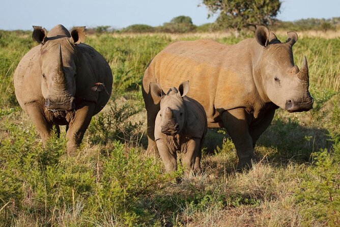Game Drive and White Rhino Walking Safari in Livingstone - Key points to know before booking