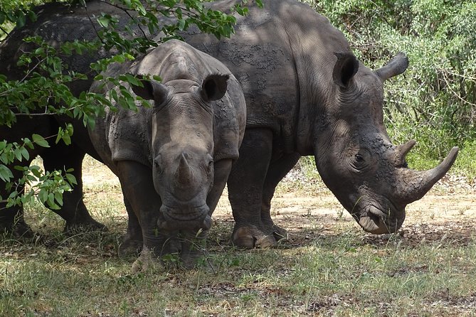 Game Drive & Rhino Safari Experience - MINIMUM 2 PEOPLE - Key points to know before booking