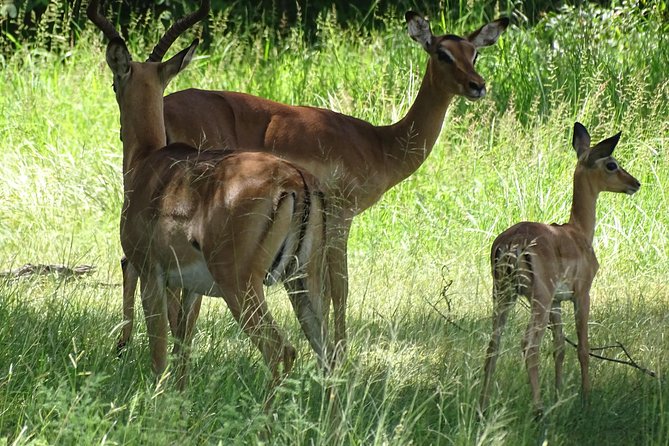 Game Drive & Rhino Safari Experience - MINIMUM 2 PEOPLE - Why this Livingstone safari is worth considering