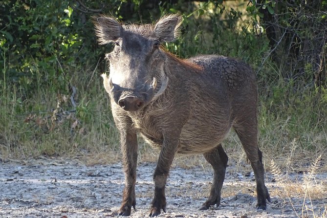 Game Drive & Rhino Safari Experience - MINIMUM 2 PEOPLE - Walking near white rhinos