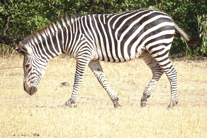 Game Drive & Rhino Safari Experience - MINIMUM 2 PEOPLE - Guide quality and group expectations