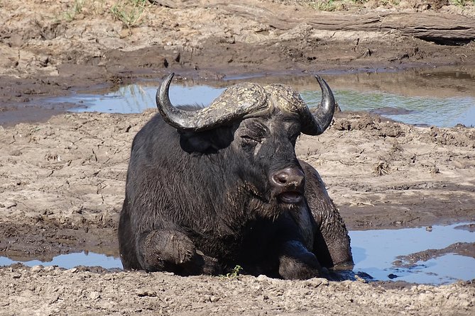 Game Drive & Rhino Safari Experience - MINIMUM 2 PEOPLE - What the $75 price includes