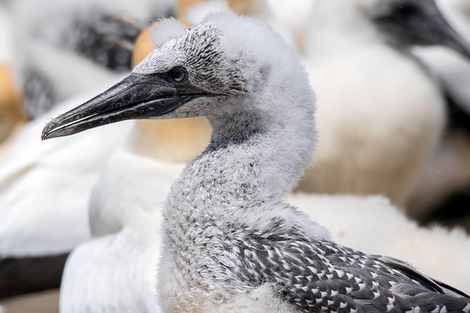 Gannet Safaris Overland tour to Cape Kidnappers Gannet Colony - Why Cape Kidnappers is worth your time