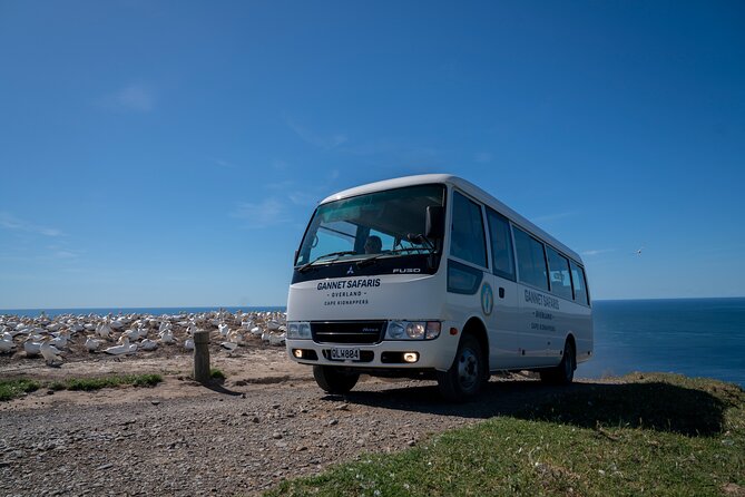 Gannet Safaris Overland tour to Cape Kidnappers Gannet Colony - When should you book the tour?