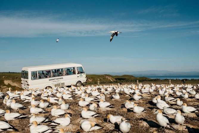 Gannet Safaris Overland tour to Cape Kidnappers Gannet Colony - Is the $61.44 price good value?