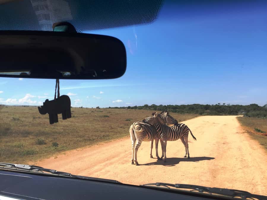 Garden Route and Addo Elephant National Park: 5-Day Safari - Day 3: Canoeing through Wilderness National Park