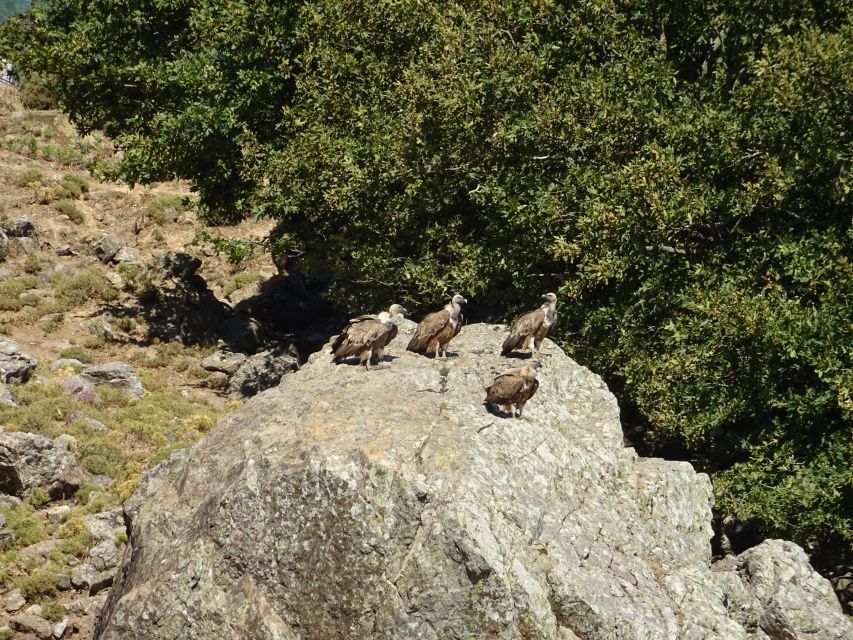 Georgioupolis Full-Day Land Rover Safari Experience - The White Mountains by Land Rover