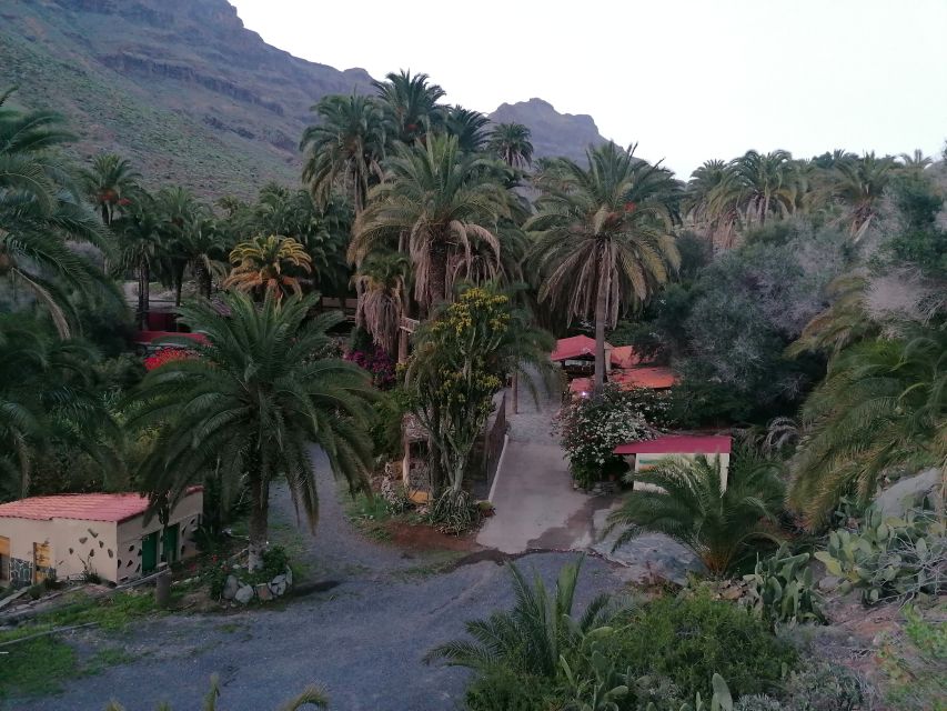 Gran Canaria: Camel Ride at Camel Safari Park - Riding through the 300-year-old palm oasis