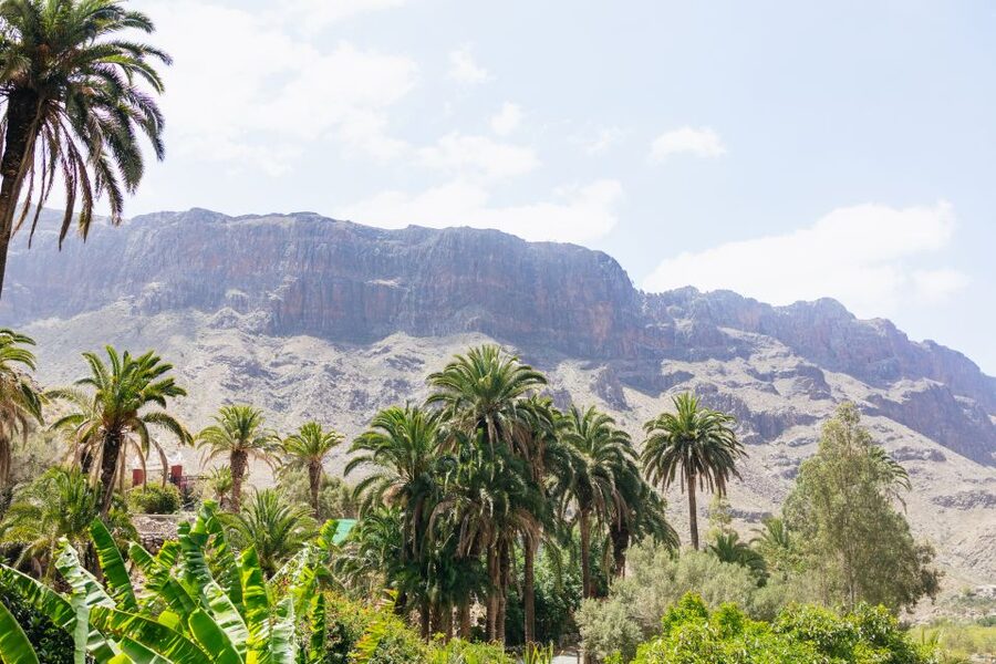 Gran Canaria: Camel Ride Safari w/ Optional Food & Transport - Key points to know before you go
