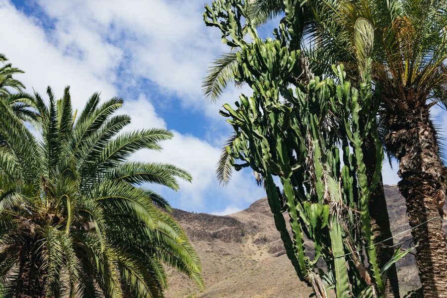 Gran Canaria: Camel Ride Safari w/ Optional Food & Transport - Meeting the camels and farm animals