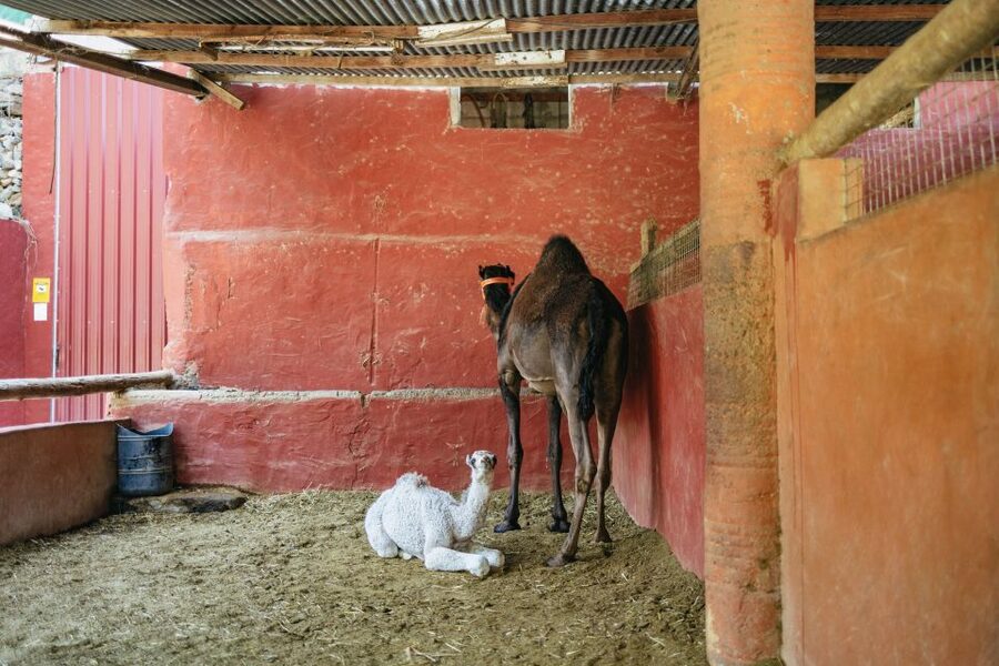 Gran Canaria: Camel Ride Safari w/ Optional Food & Transport - The tapas option adds real value
